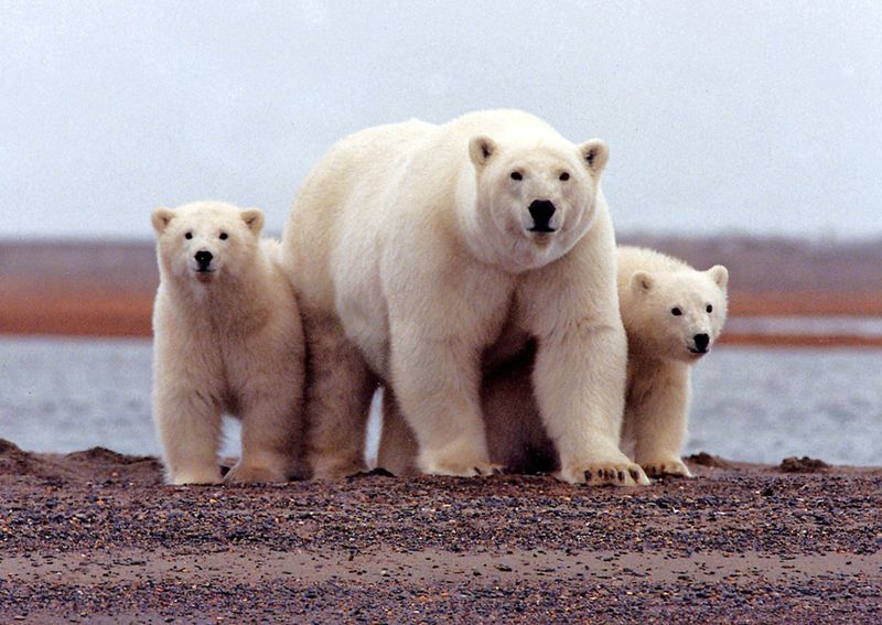 &copy; Reuters. FILE PHOTO: A polar bear keeping close to her young along the Beaufort Sea coast in the Arctic National Wildlife Refuge