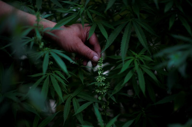 &copy; Reuters. FILE PHOTO: Cannabis garden next to Mexico&apos;s Senate building in a call for legalization
