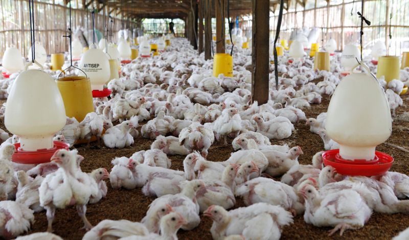 &copy; Reuters. Criação de frangos em Bogor, Indonésia