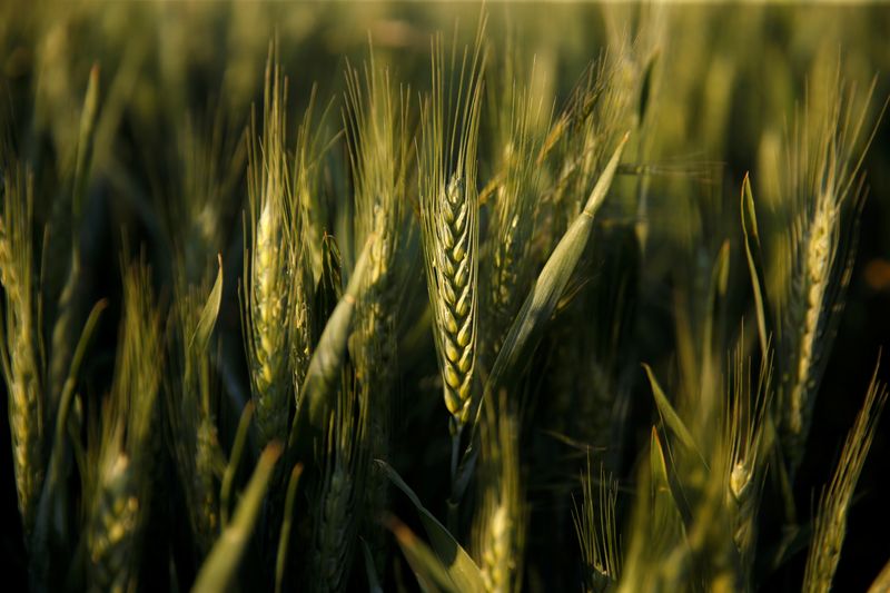 &copy; Reuters. Lavoura de trigo em Blecourt, França