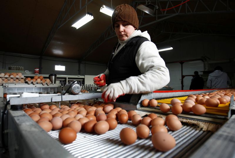 &copy; Reuters. FILE PHOTO: A worker sorts eggs at a chicken farm in Brudnice