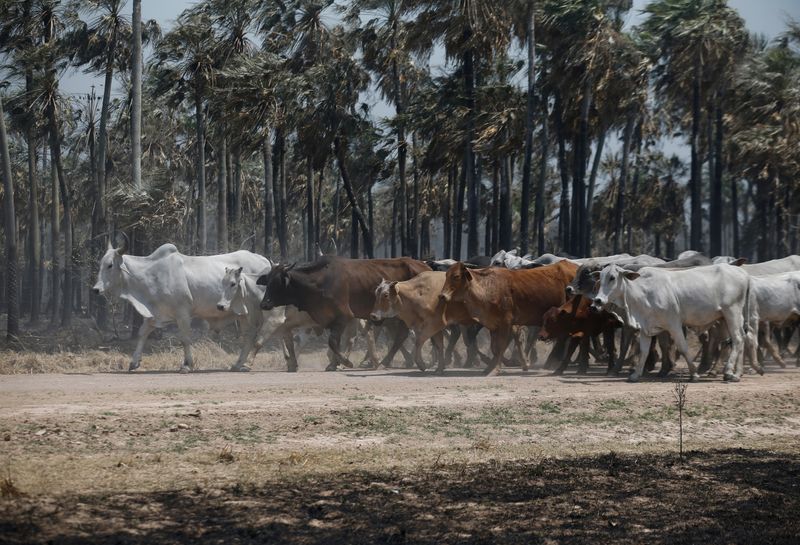 © Reuters. Criação de gado na região de Cadete Pando, no Chaco, Paraguai