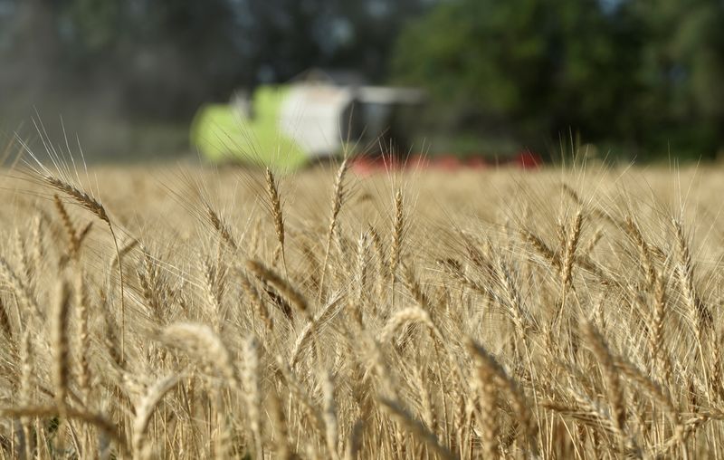 &copy; Reuters. A combine harvests wheat in a field in Almaty Region
