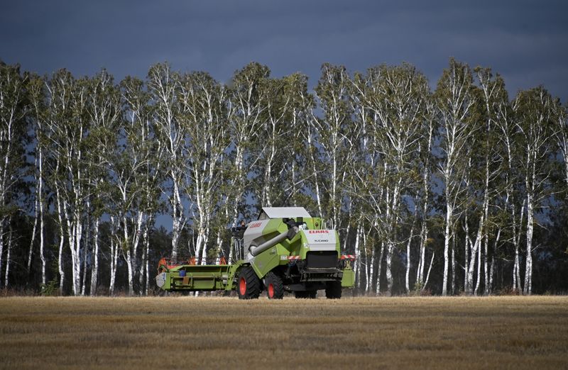 &copy; Reuters. Wheat harvest in Russia&apos;s Omsk region