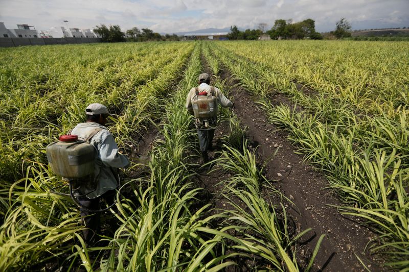 &copy; Reuters. Foto de archivo ilustrativa de trabajadores agrícoles echando fertilizante en un campo de caña de azúcar en Zacatepec de Hidalgo, en el estado mexicano de Morelos