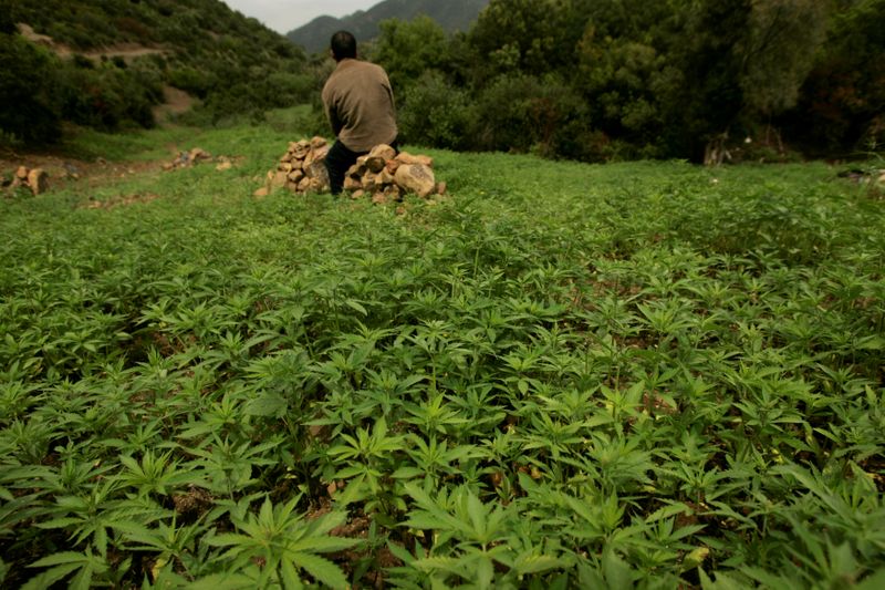 &copy; Reuters. المغرب يعتزم السماح بزراعة القنب للاستخدام الطبي
