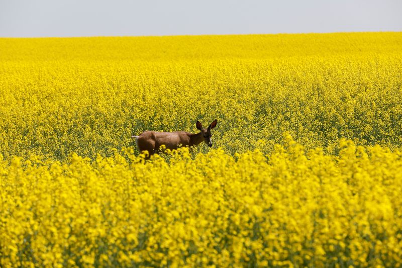 &copy; Reuters. FILE PHOTO: A deer feeds in a Western Canadian canola field in full bloom in 2019