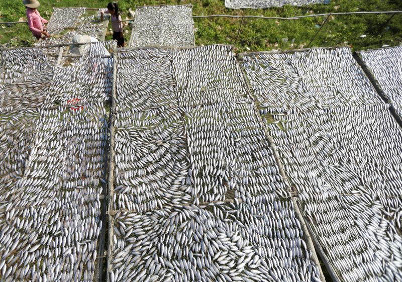 &copy; Reuters. Women dry fish on the Mekong river bank in Kandal province