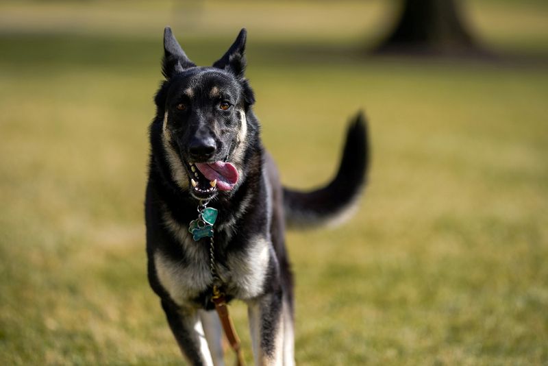 &copy; Reuters. Major, cão da família do presidente dos EUA, Joe Biden, no gramado da Casa Branca