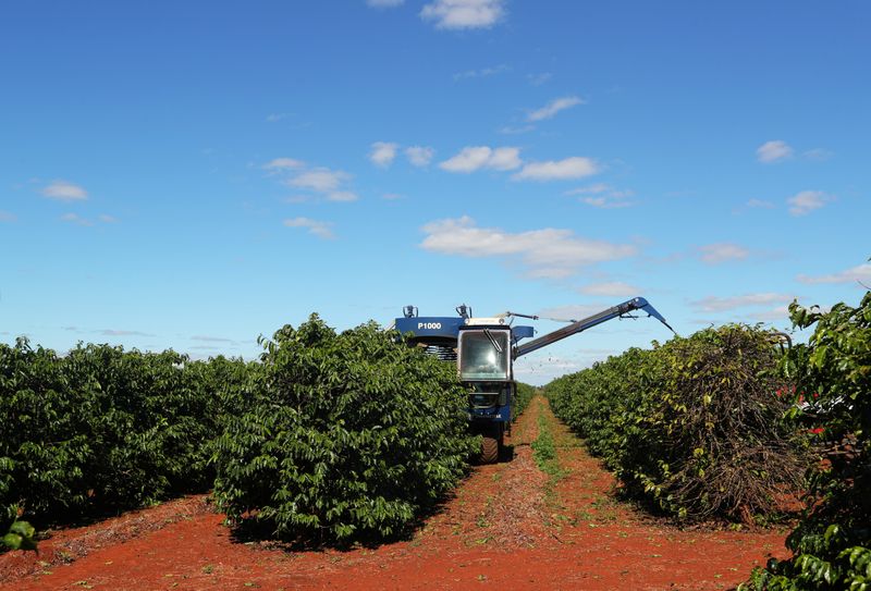 &copy; Reuters. Colheita de café em plantação em São João da Boa Vista, no Brasil