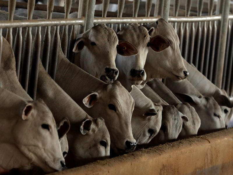 &copy; Reuters. Animais confinados em uma fazenda em Paulínia, interior de São Paulo