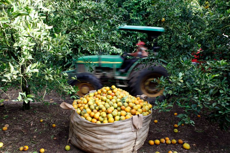 &copy; Reuters. Colheita de laranja em Limeira (SP)