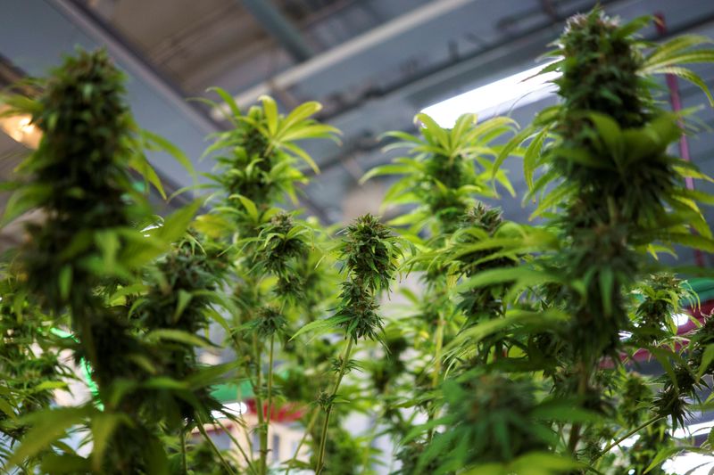 &copy; Reuters. Cannabis plants are displayed at the &quot;360 Cannabis &amp; Hemp for the People&quot; expo in Buriram province