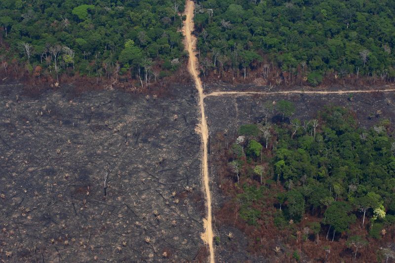 © Reuters. Área desmatada no Parque Nacional do Jamanxim, em Novo Progresso (PA)