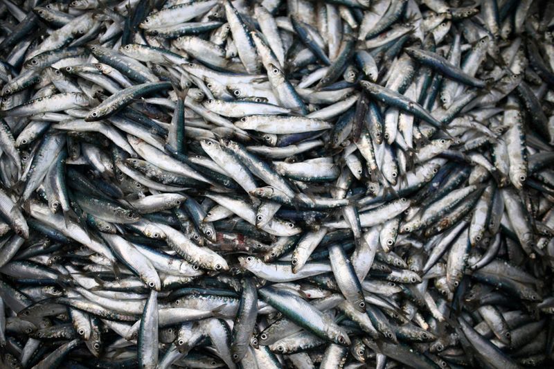 &copy; Reuters. FILE PHOTO: Sardines are landed at Newlyn Harbour, which will see significant impact to the fishing industry as a result of the Brexit deal due to be implemented in the New Year, in Newlyn