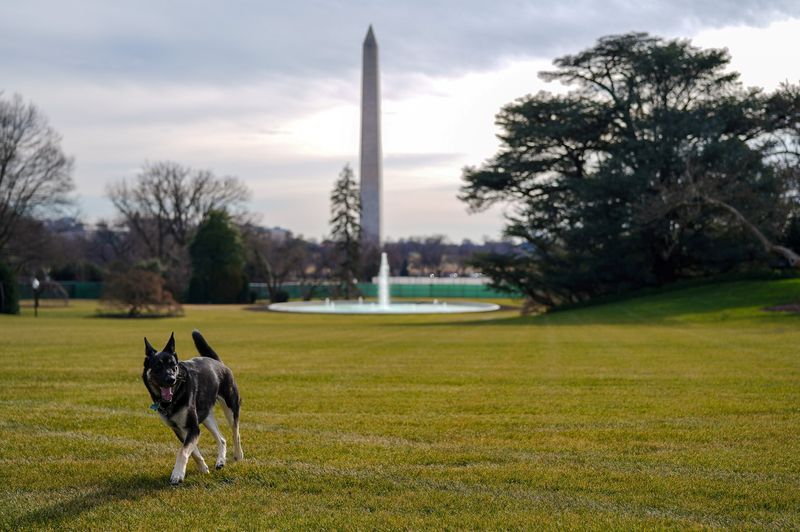 &copy; Reuters. FILE PHOTO: Major explores the South Lawn after on his arrival from Delaware at the White House