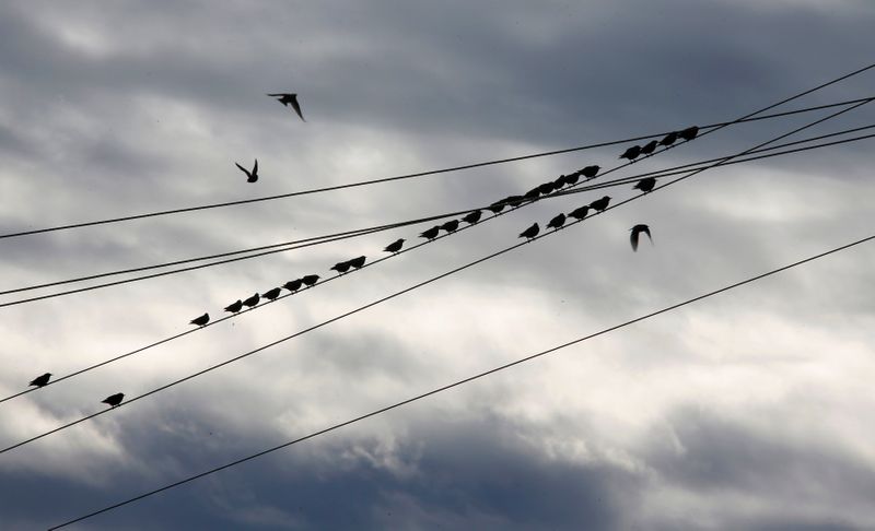 &copy; Reuters. FOTO DE ARCHIVO: Un grupo de aves migratorias con destino a África posadas en un cable eléctrico en Cambrils