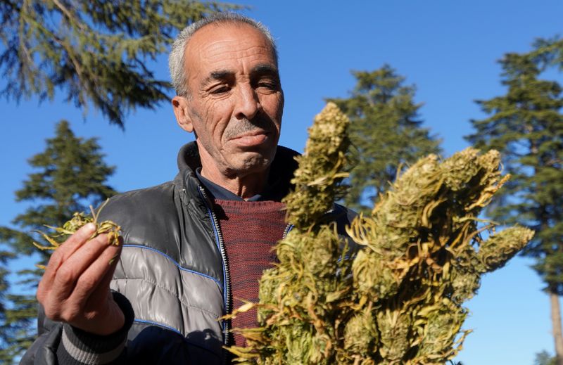 &copy; Reuters. مشروع قانون يسمح بزراعة القنب الهندي يثير جدلا بين المزارعين بالمغرب