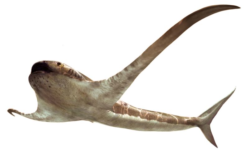 &copy; Reuters. The life reconstruction of the unusual shark Aquilolamna milarcae is seen in this undated handout image