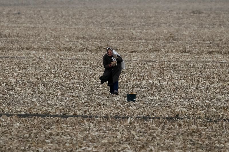 &copy; Reuters. FILE PHOTO: An old woman searches and collects unharvested cobs of corn in a field near the village of Krupets