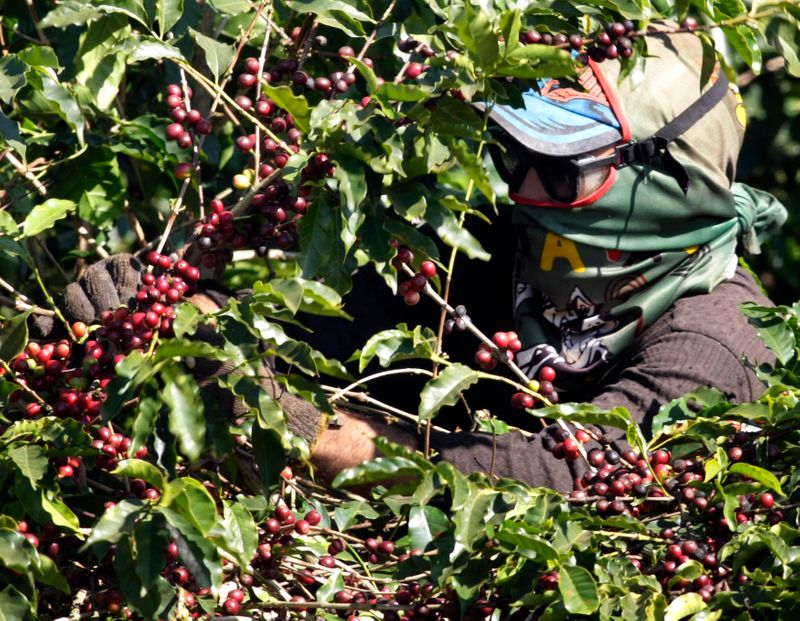 © Reuters. Colheita de café arábica em Alfenas (MG)