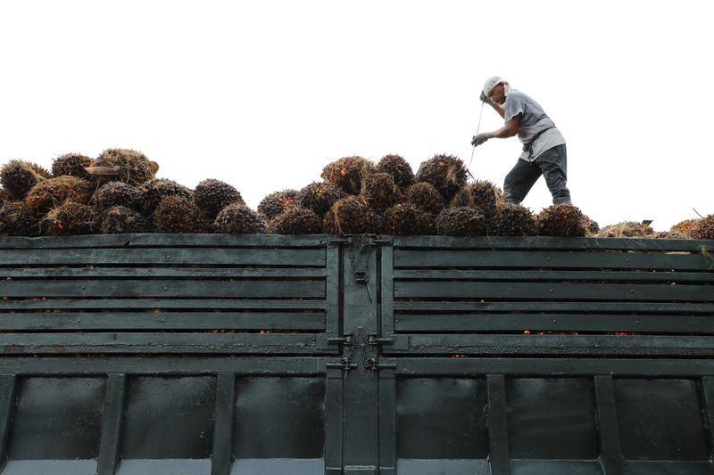 &copy; Reuters. FILE PHOTO: A worker arranges palm oil fruit bunches on a truck at a factory in Tanjung Karang