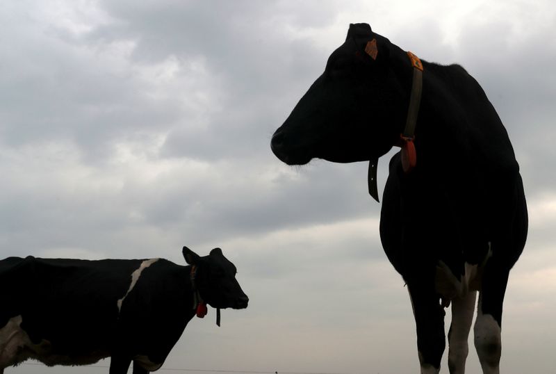 &copy; Reuters. FILE PHOTO: Cows are seen in a field during the lockdown imposed by the Belgian government to slow the coronavirus disease (COVID-19) spread, in Braine-le-Comte