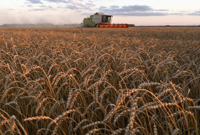 &copy; Reuters. Wheat harvest in Russia&apos;s Omsk region