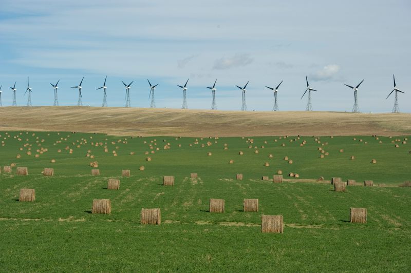 &copy; Reuters. A wind farm generates electricity near bales of hay in the foothills of the Rocky Mountains