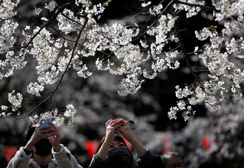 &copy; Reuters. Flores de cerejeira em Tóquio