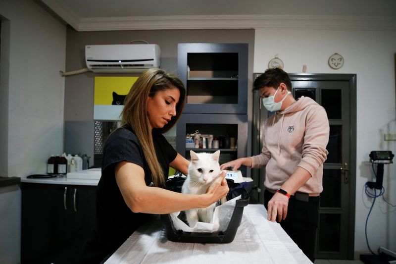 &copy; Reuters. Veterinarian Denli treats a cat at a veterinary clinic in Ankara