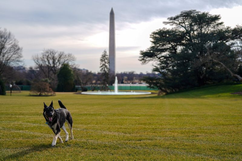 © Reuters. バイデン家愛犬、「ファーストドッグ」訓練終えホワイトハウスに戻る