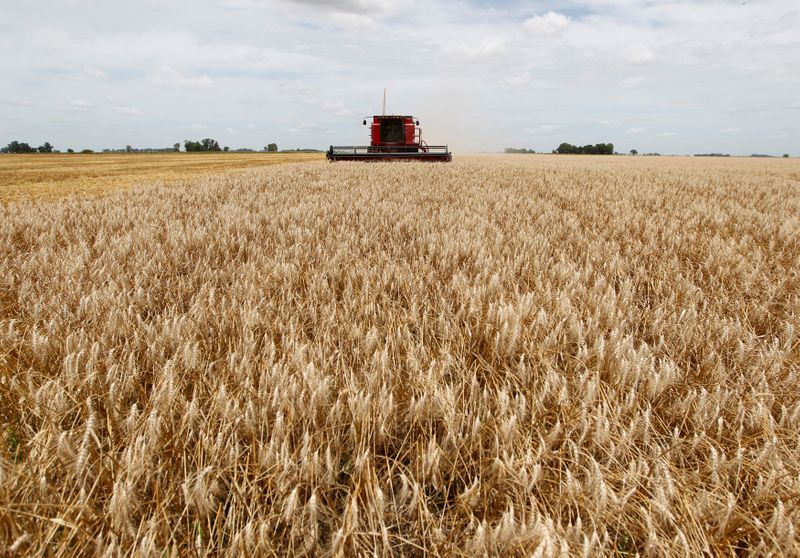 &copy; Reuters. Colheitadeiras avançam sobre plantação de trigo em uma fazenda