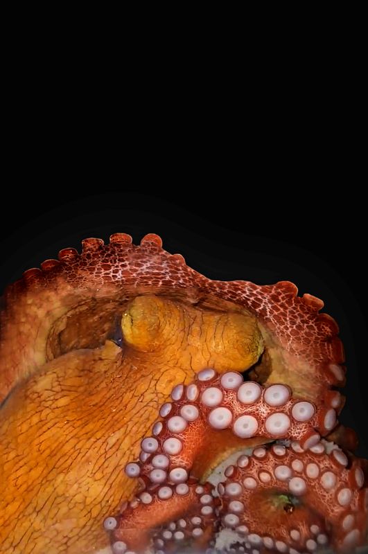 &copy; Reuters. An octopus in seen in its &quot;active sleep&quot; state during a laboratory study at the Brain Institute of the Federal University of Rio Grande do Norte in Natal