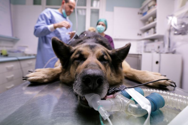 &copy; Reuters. FILE PHOTO: A dog is seen during a surgery at the &quot;Berlioz veterinary clinic&quot; in Nice