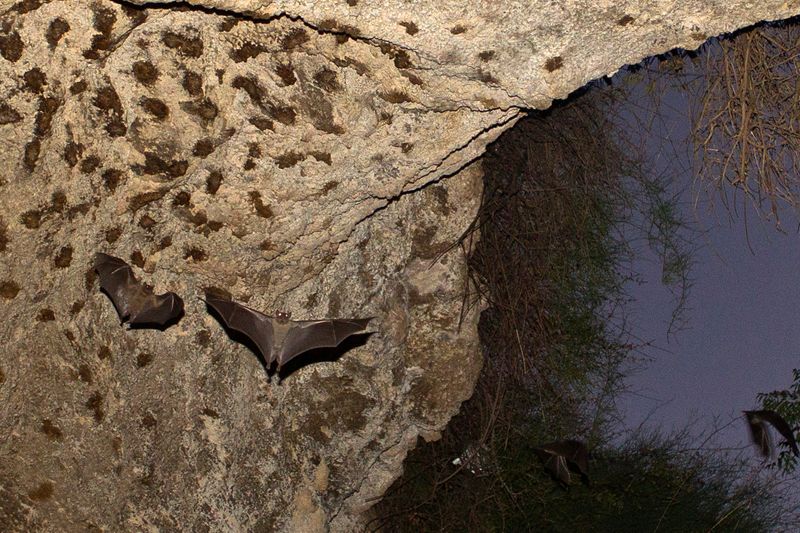 &copy; Reuters. FILE PHOTO: Bats fly in a cave near Tel Aviv