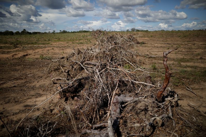 &copy; Reuters. Galhos e raízes empilhados após desflorestamento em Palmeirante, em Tocantins