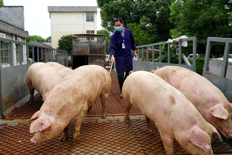 &copy; Reuters. Criação de porcos no condado de Wuyi, China