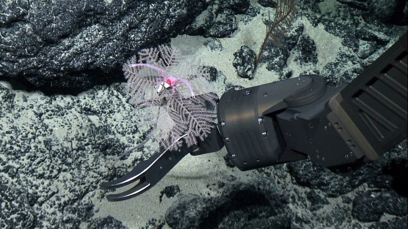 &copy; Reuters. FILE PHOTO: Black coral pictured on the seabed