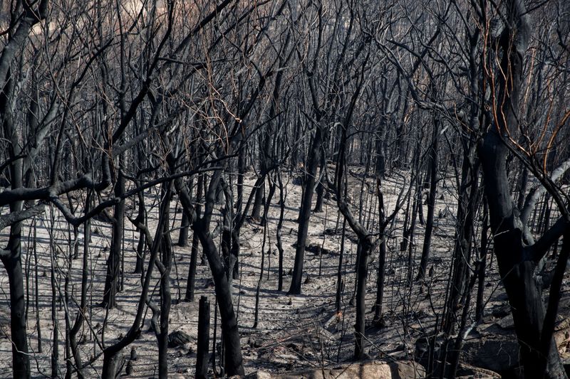 &copy; Reuters. Dead trees mark the scorched landscape surrounding the Kangaroo Valley Bush Retreat after a wildfire in Kangaroo Valley