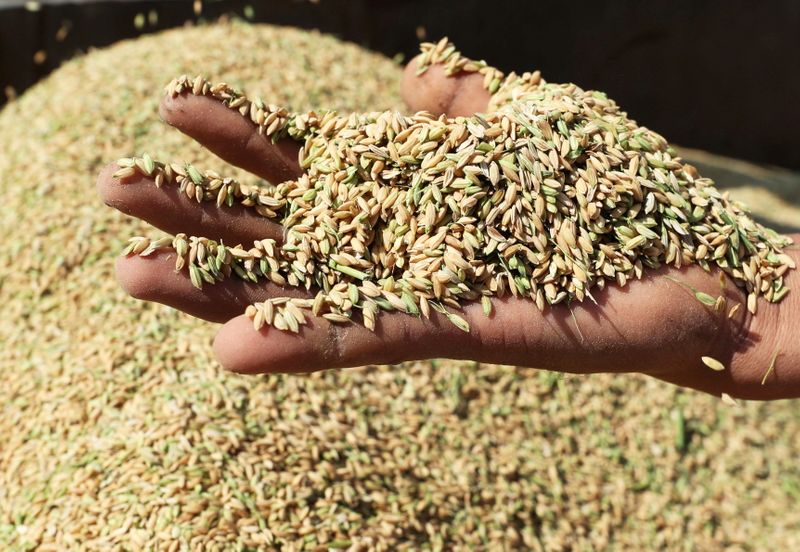 &copy; Reuters. Produtor segura grãos de arroz em casca