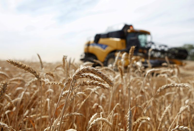 &copy; Reuters. FILE PHOTO: A combine harvests wheat in a field in the settlement of Vinodelnensky in the Stavropol region