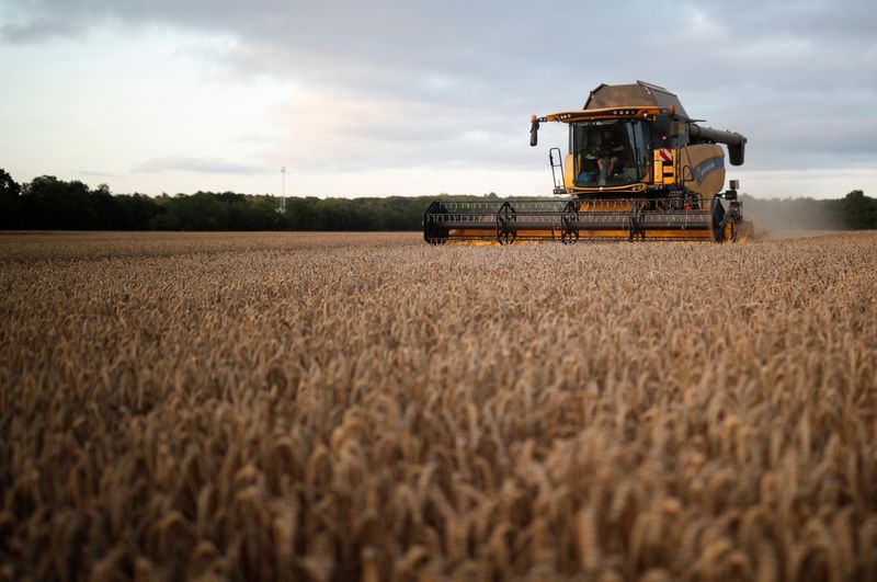 &copy; Reuters. أقل سعر في مناقصة سعودية لشراء 295 ألف طن من القمح 268.89 دولار للطن
