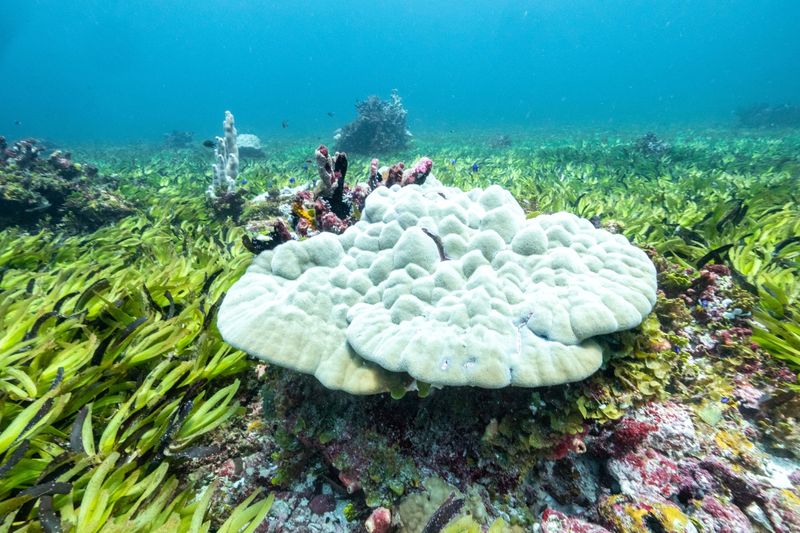&copy; Reuters. Corals are seen in a seagrass meadow at the Saya de Malha Bank