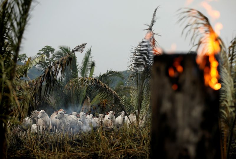 &copy; Reuters. Gado em meio à fumaça de um trecho em chamas da floresta amazônica, que é desmatada por madeireiros e agricultores em Apui