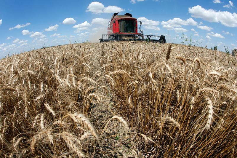 &copy; Reuters. A reaper harvests a field of wheat in Orezu