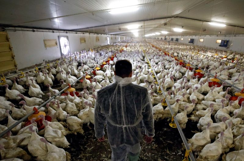 &copy; Reuters. Employee inspects turkeys in an aviary at the Tambov Turkey facility outside Tambov