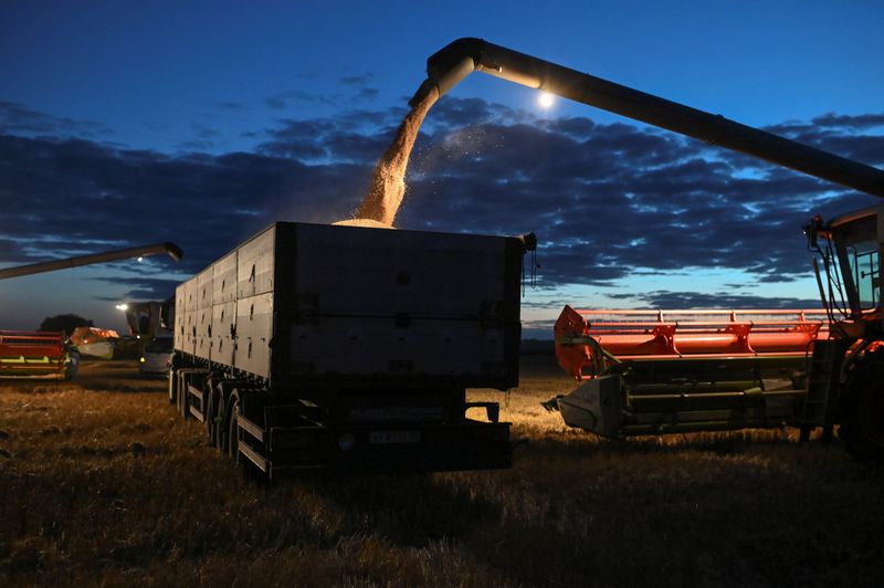&copy; Reuters. Foto de archivo de un camión siendo cargado con trigo durante la cosecha en una granja en Triticum, en la región rusa de Omsk