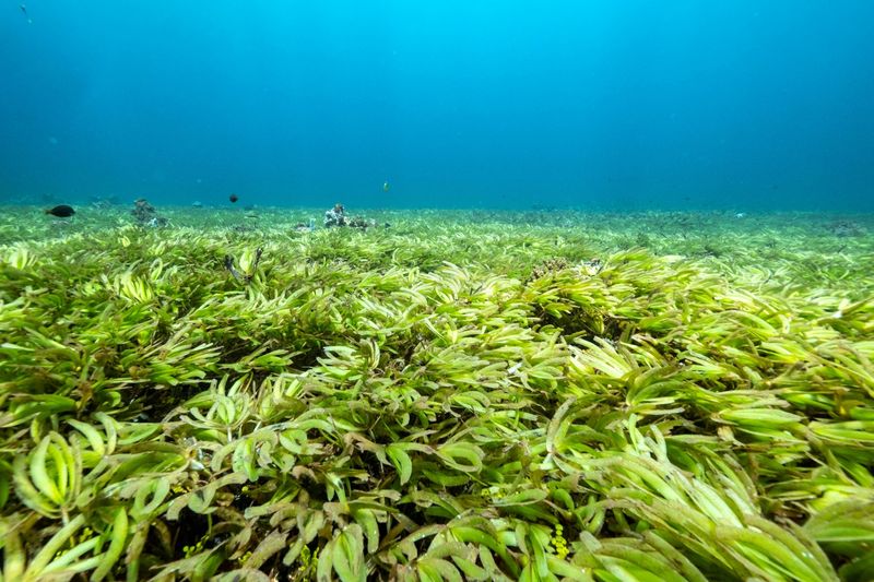 &copy; Reuters. Seagrass are seen in the Indian Ocean above the world&apos;s largest seagrass meadow at the Saya de Malha Bank
