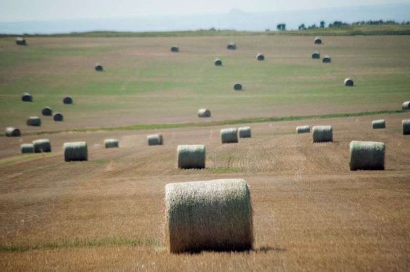 &copy; Reuters. FILE PHOTO: Hay bales rest in a field in Killdeer, North Dakota